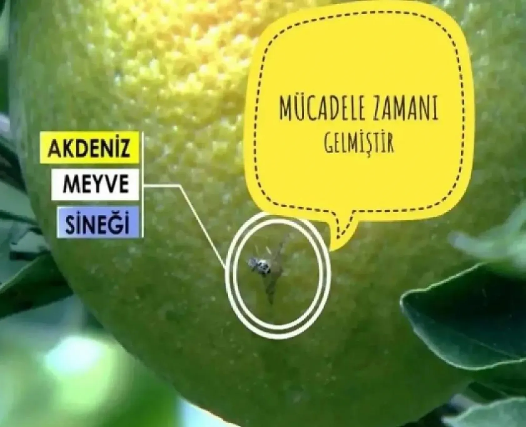 Fethiye'de Akdeniz Meyve Sineği ile mücadele