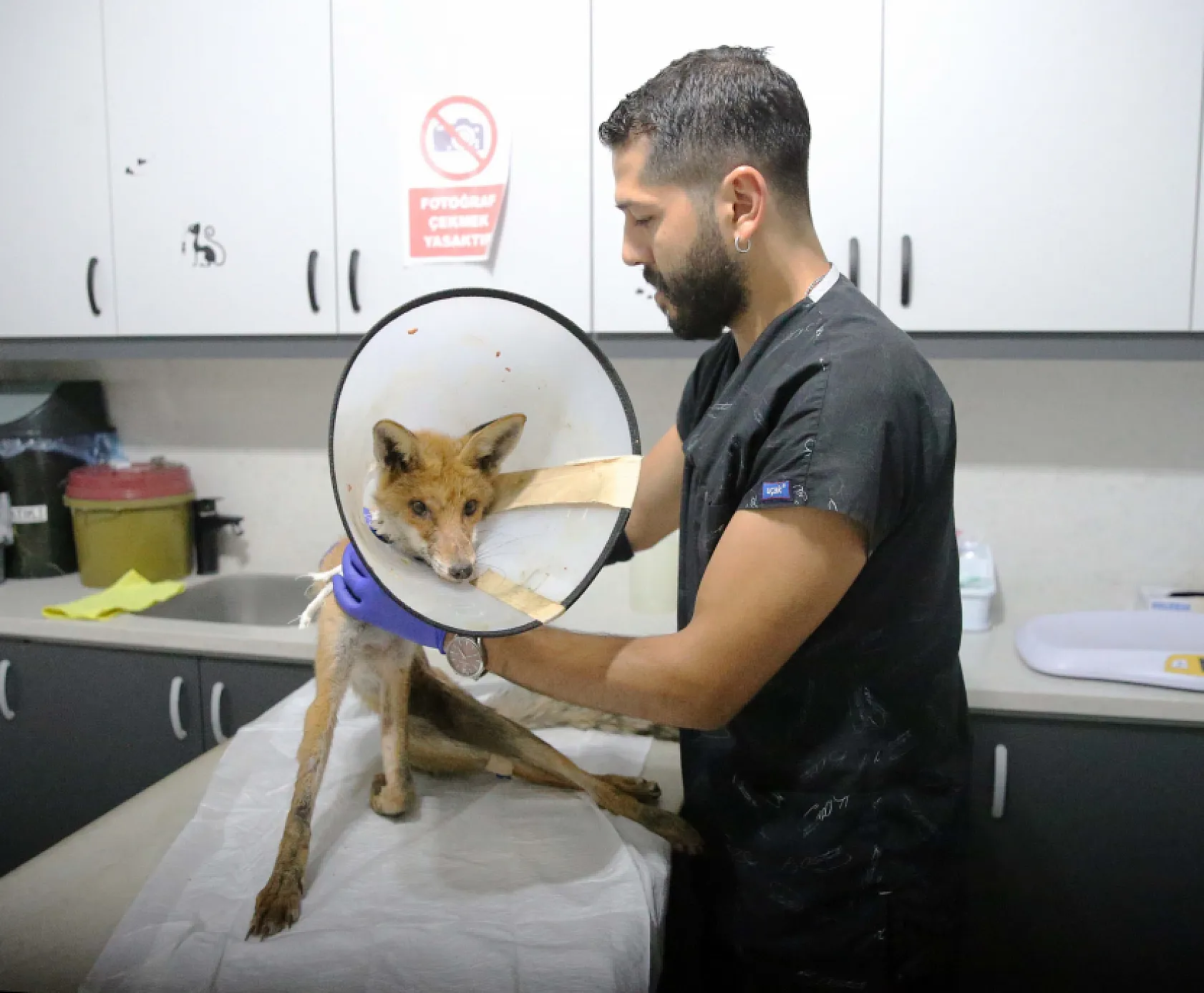 Fethiye'de omurgası kırık, felçli tilki cerrahi müdahaleyle yaşama tutundu