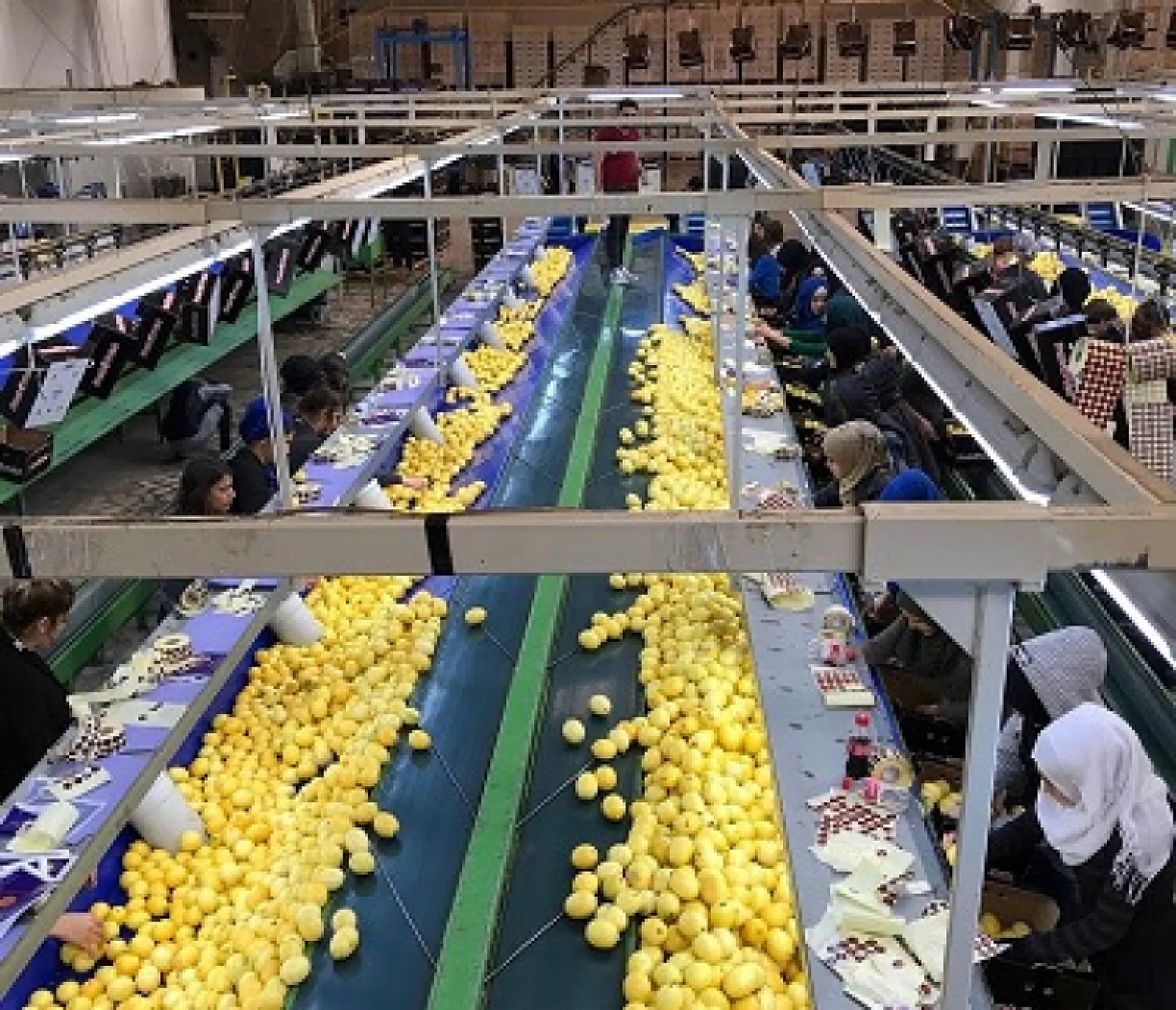 Muğla, Ege'nin Narenciye Bahçesi