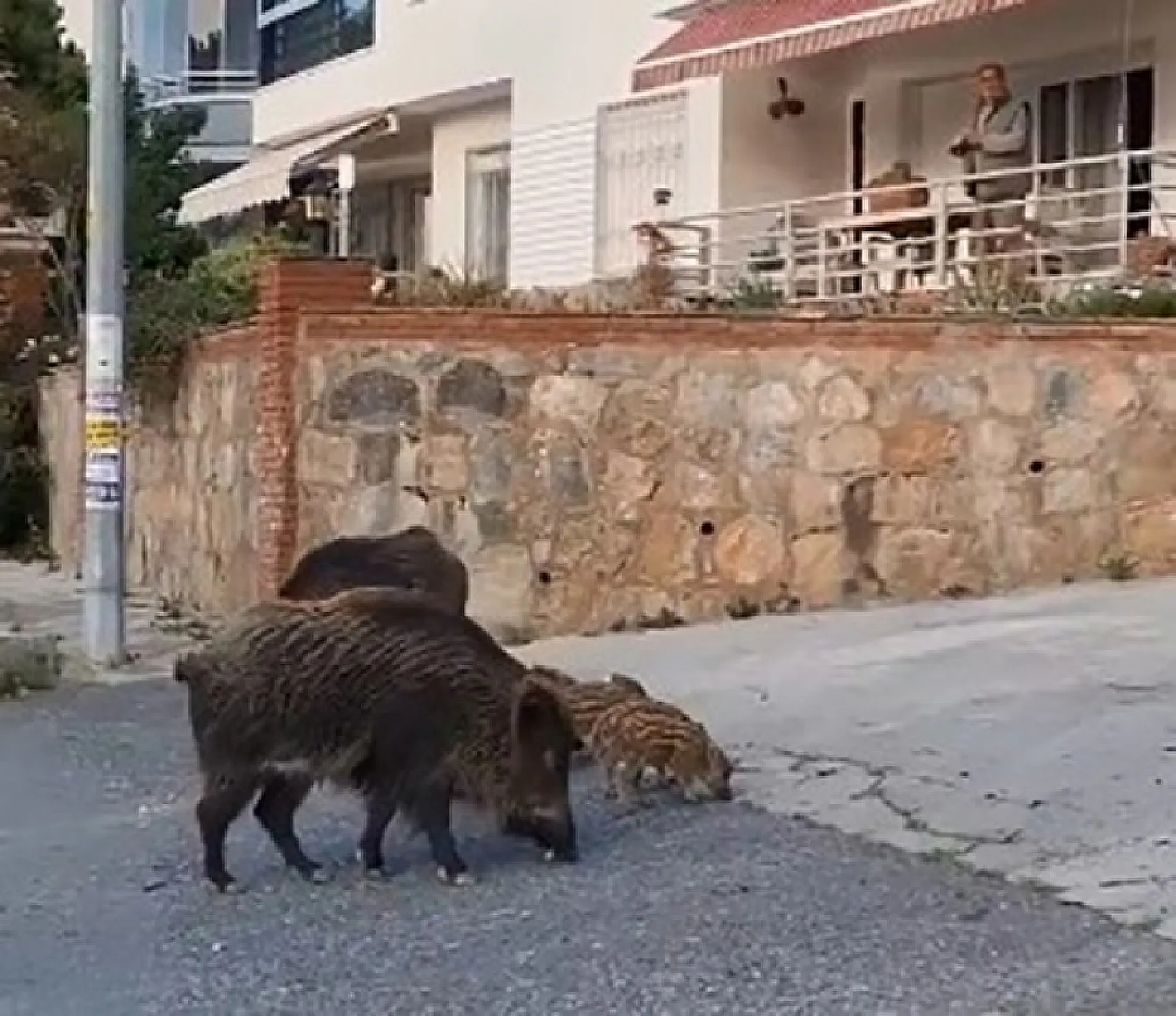 Domuz sürüsünün rahatlığı şaşırttı