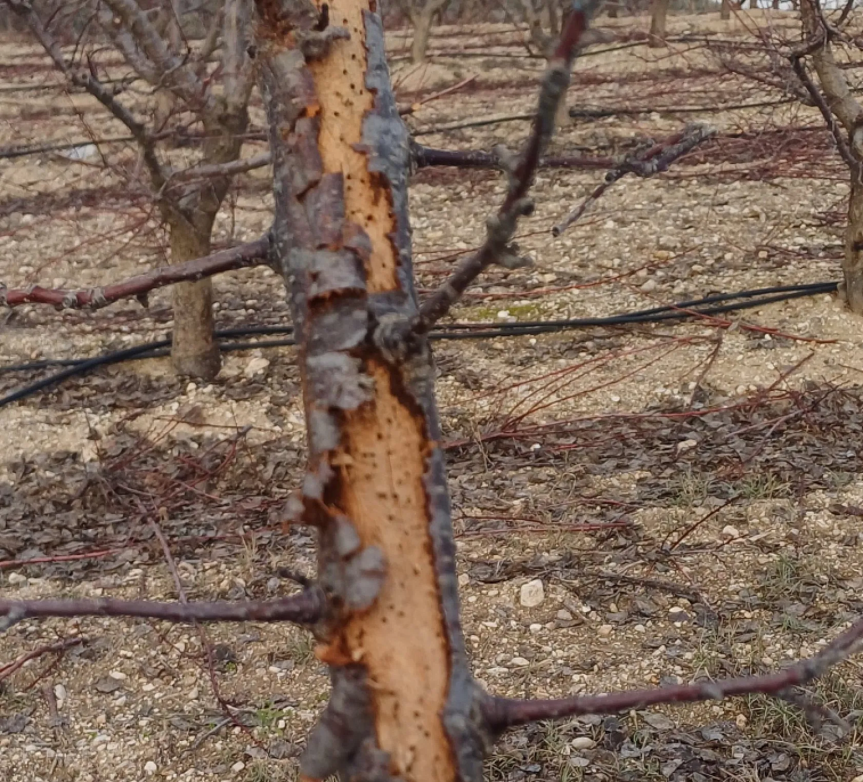 Üreticilere 'Fidan dip kurdu' uyarısı