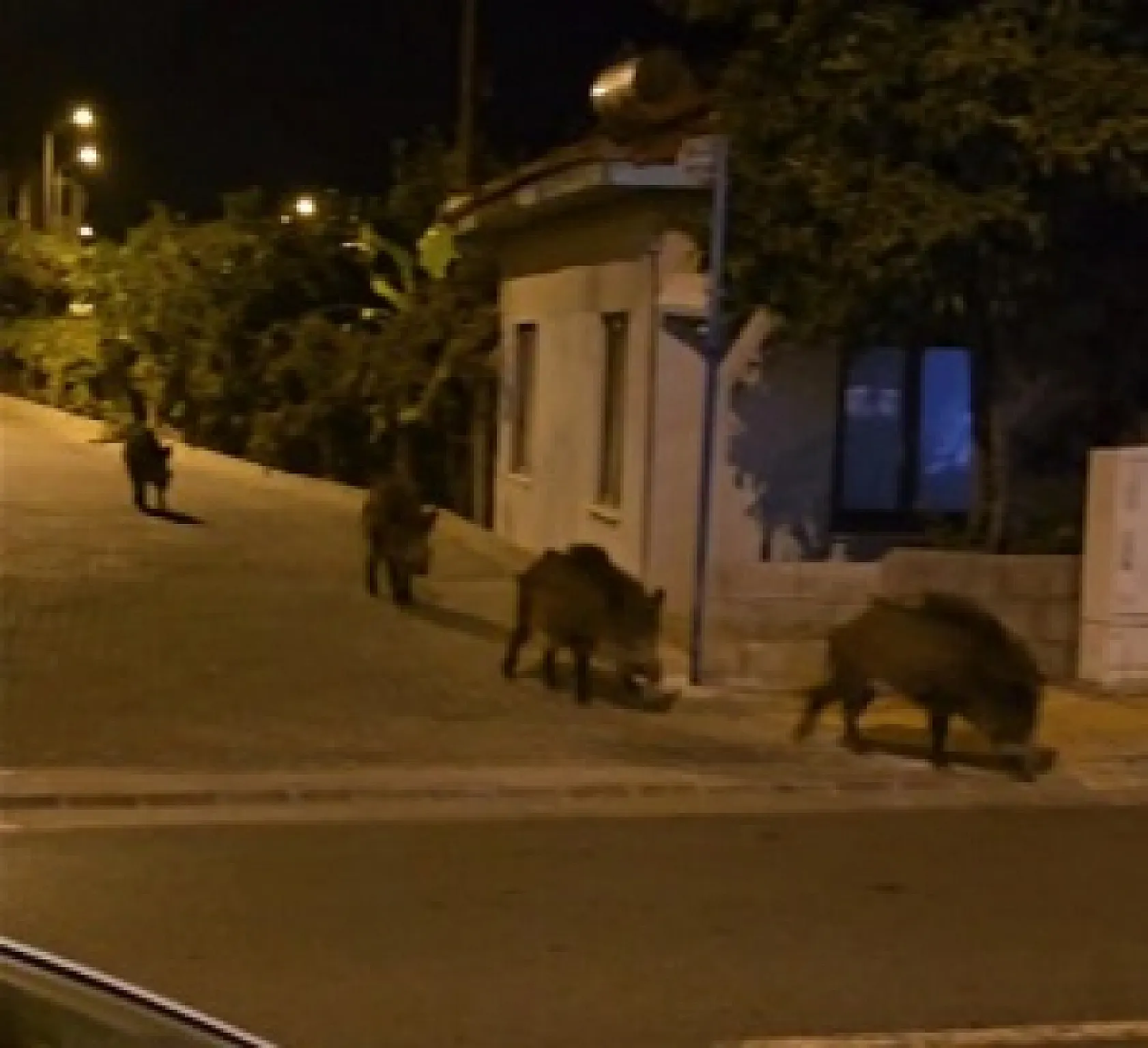 Marmaris'te yaban domuzları, cadde ve sokakları istila etmeye başladı