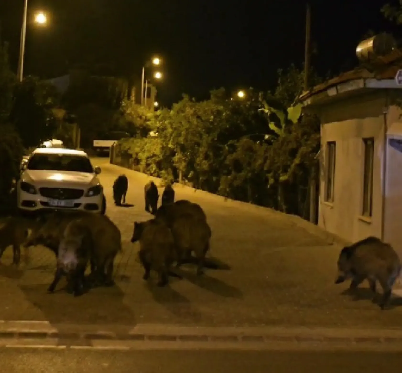 Marmaris'te yaban domuzları, cadde ve sokakları istila etmeye başladı