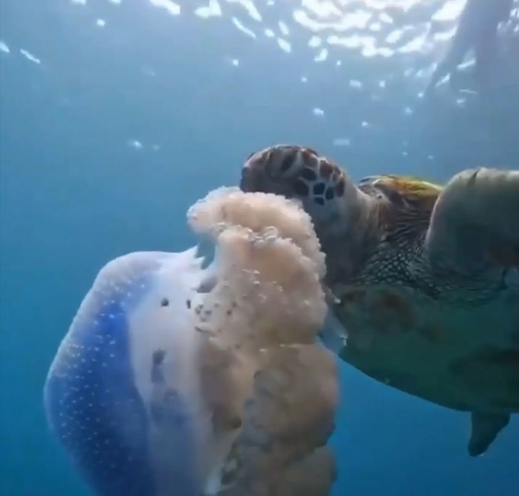 Caretta carettanın deniz anasını yediği görüntülerle denizi kirletenlere 'çevre' mesajı