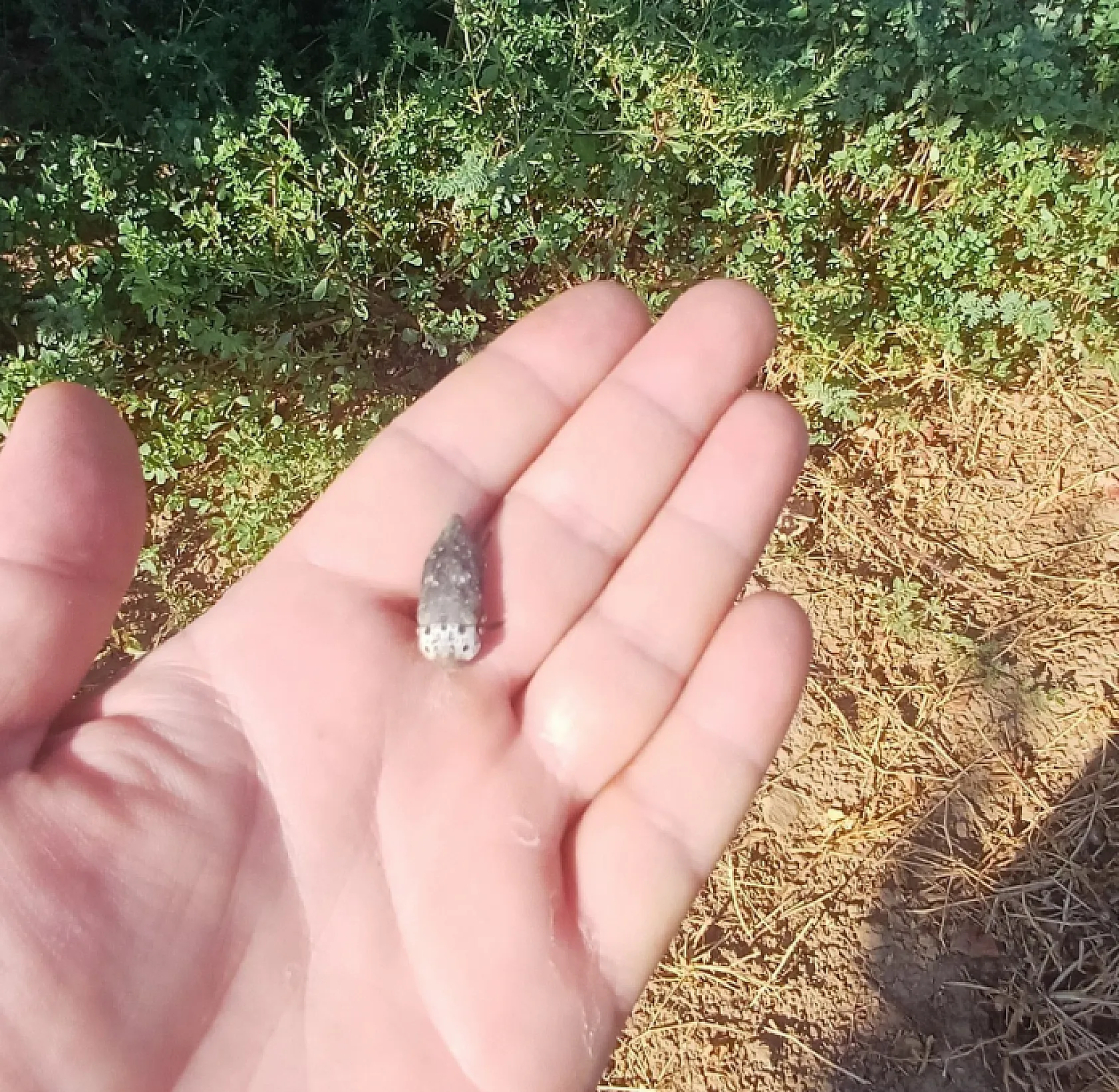 Üreticilere 'Fidan dip kurdu' uyarısı