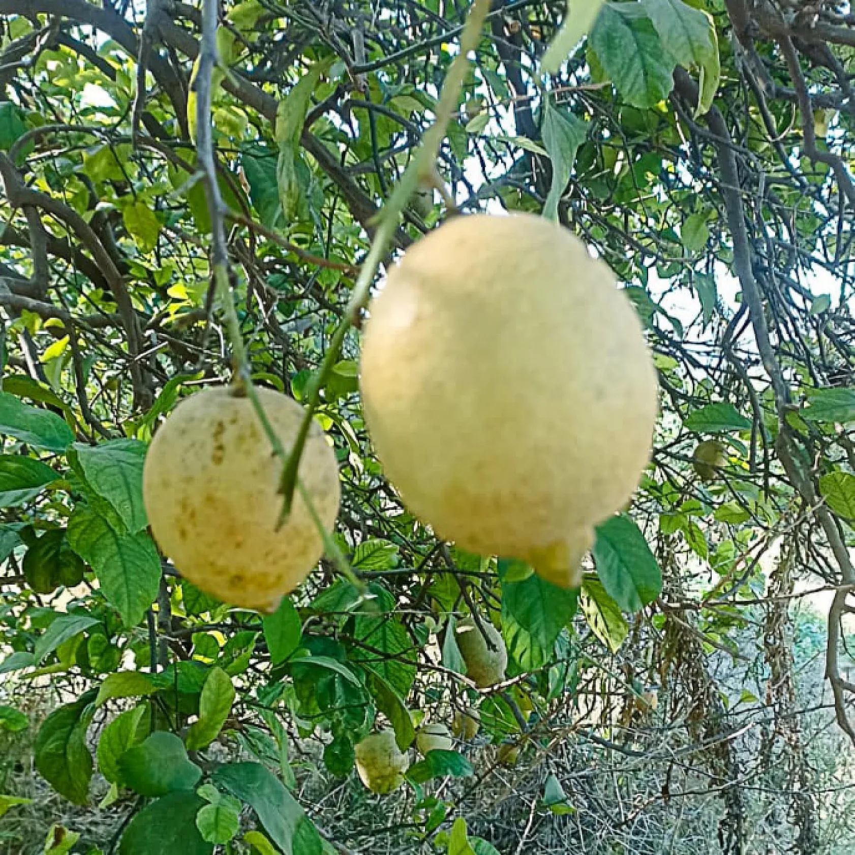 Ortaca'da limon ve greyfurt bahçelerinde incelemelerde bulunuldu