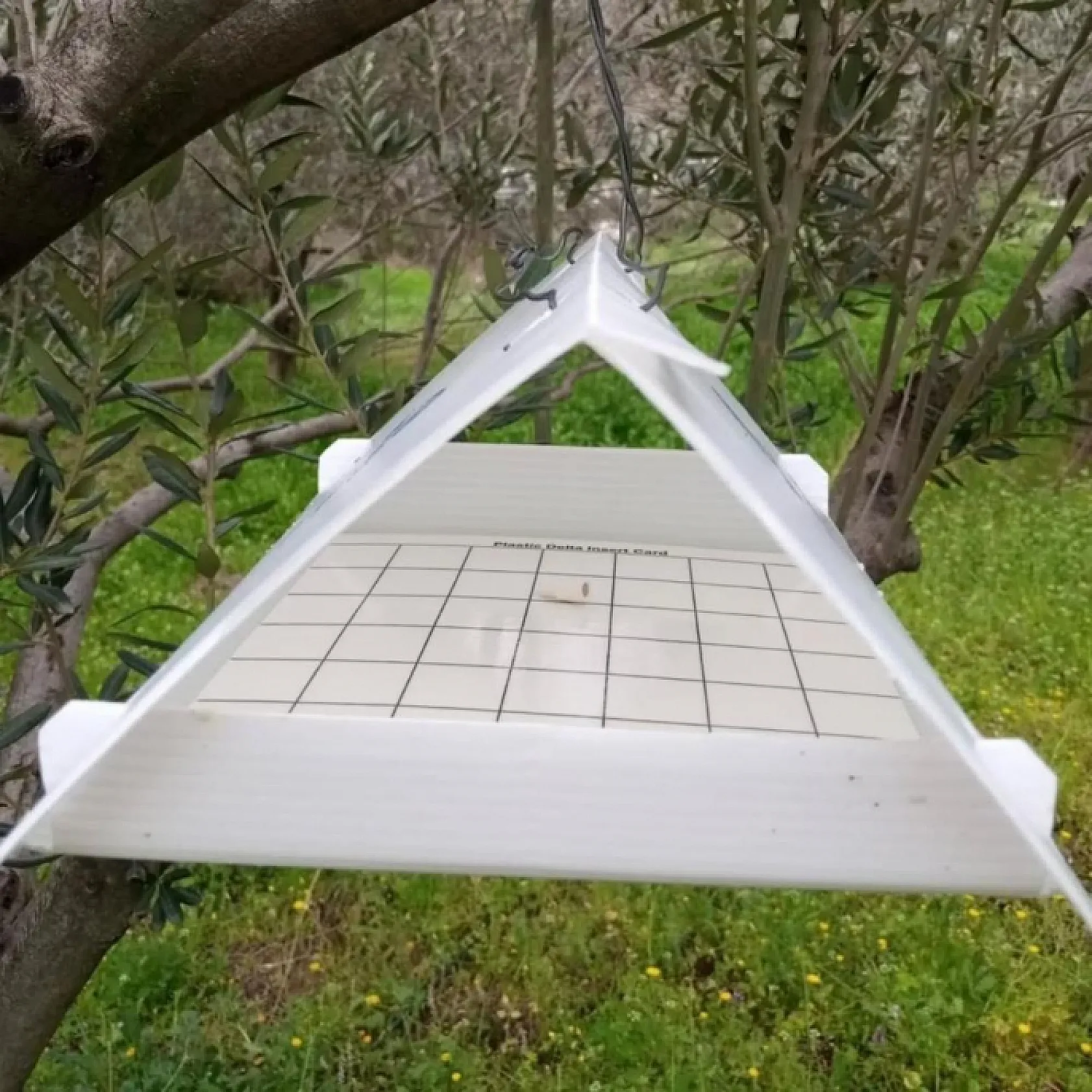 Zeytin güvesi kabusu büyüyor! Üreticilere kritik uyarı