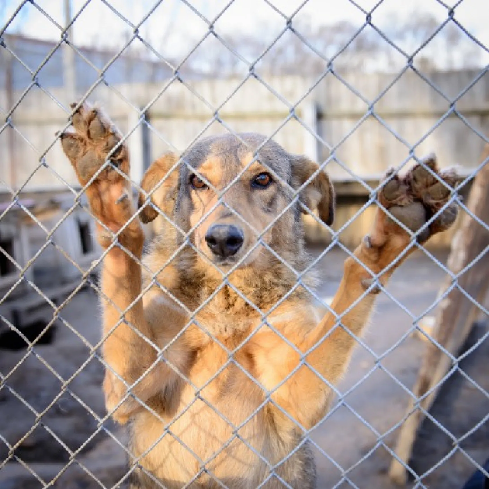 Patiler ve Sevgi Fethiye'yi Birleştiriyor: Sokaklardan Bakımevlerine Kalpleri Isıtacak Gelişmeler!