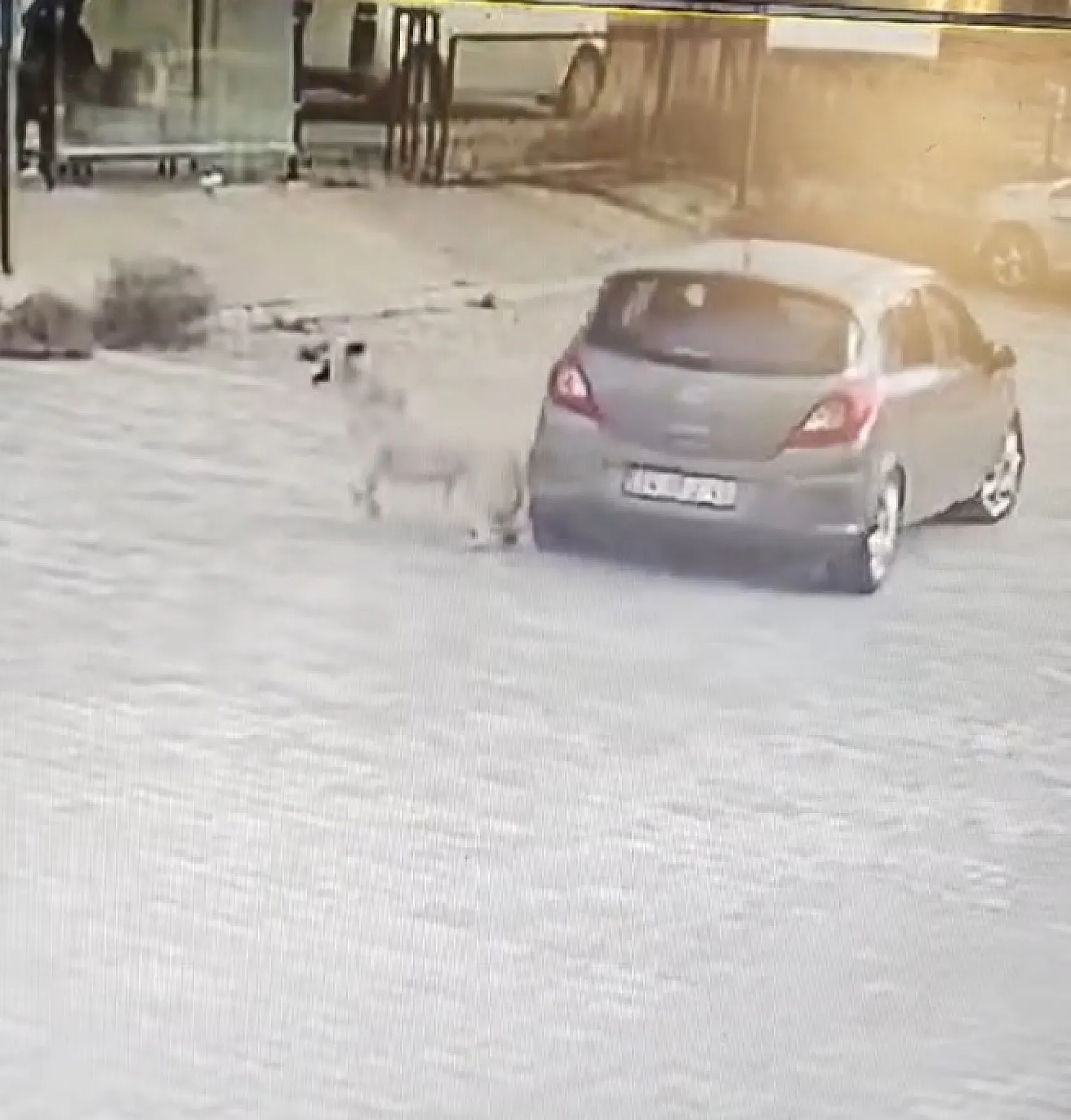 Bodrum'da köpeği çiğneyen sürücü serbest kaldı