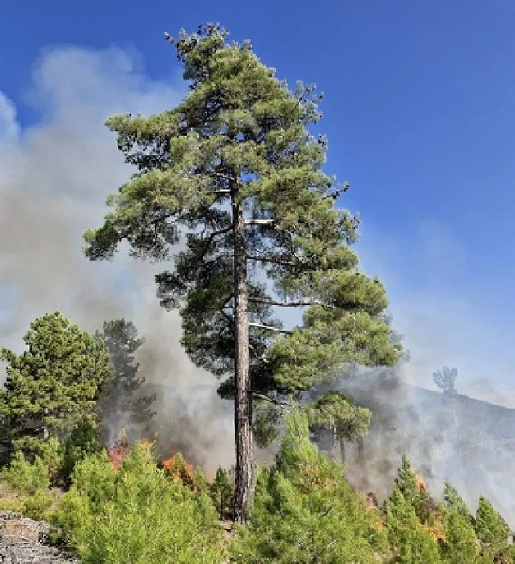Muğla'da orman yangını