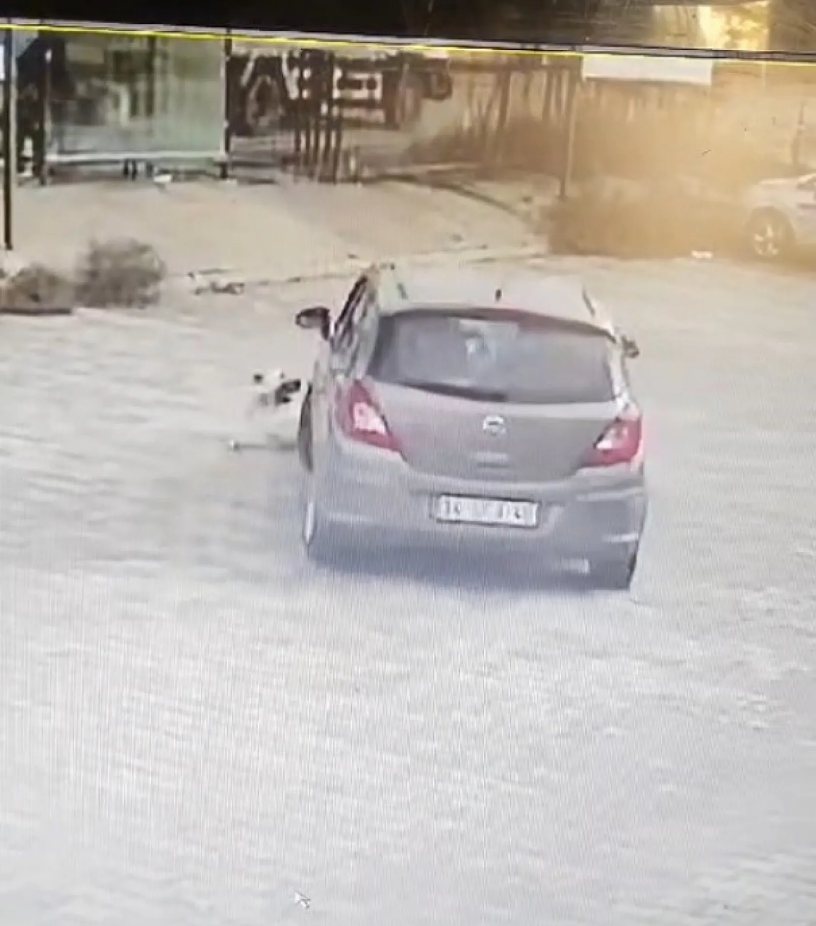 Bodrum'da köpeği çiğneyen sürücü serbest kaldı