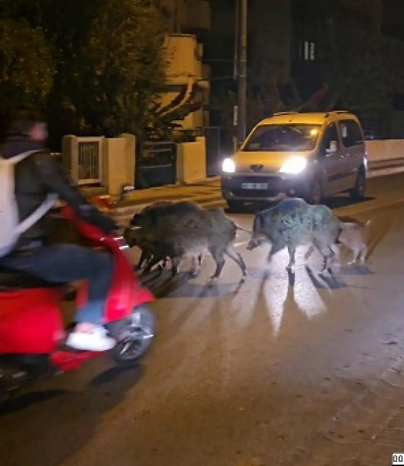 Marmaris'te yaban domuzları, cadde ve sokakları istila etmeye başladı