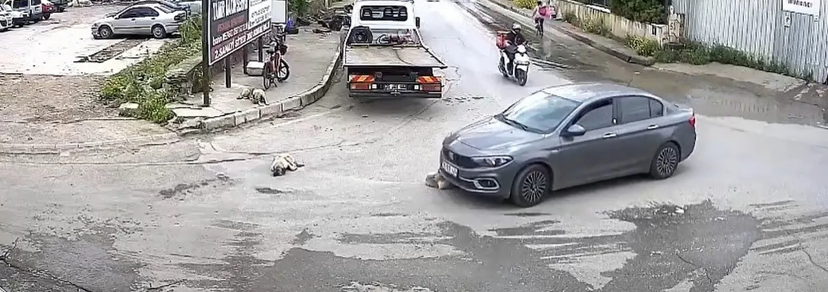 Vicdansız sürücü köpeği ezdi, arkasına bile bakmadı