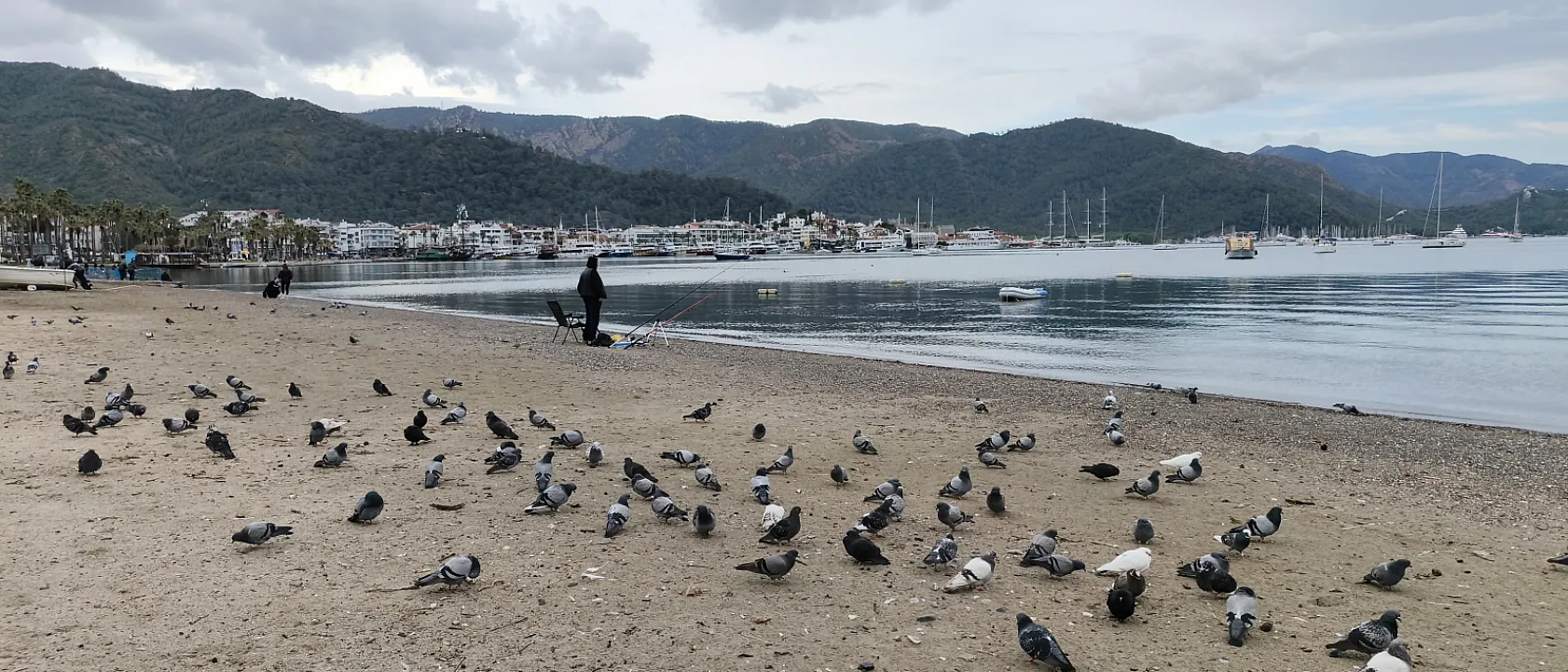 Marmaris'te güvercinler kışın boşalan sahili mesken tuttu