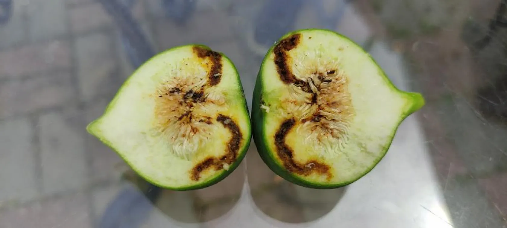 İncir siyah sineği ile mücadele çağrısı