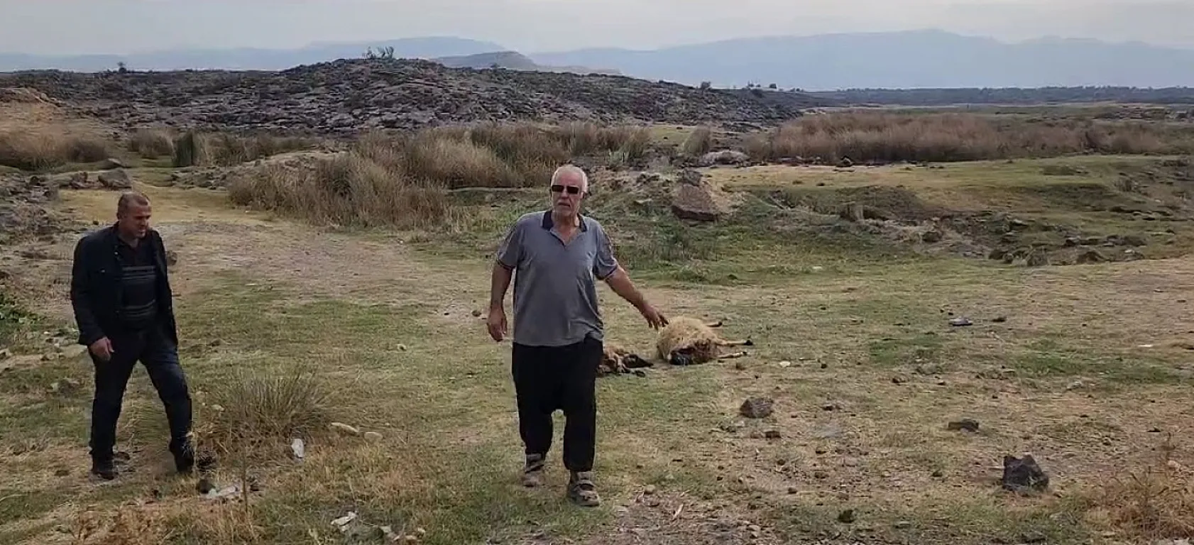 Küçükbaş hayvan sürüsünün arasında otomobil daldı: 17 hayvan telef oldu