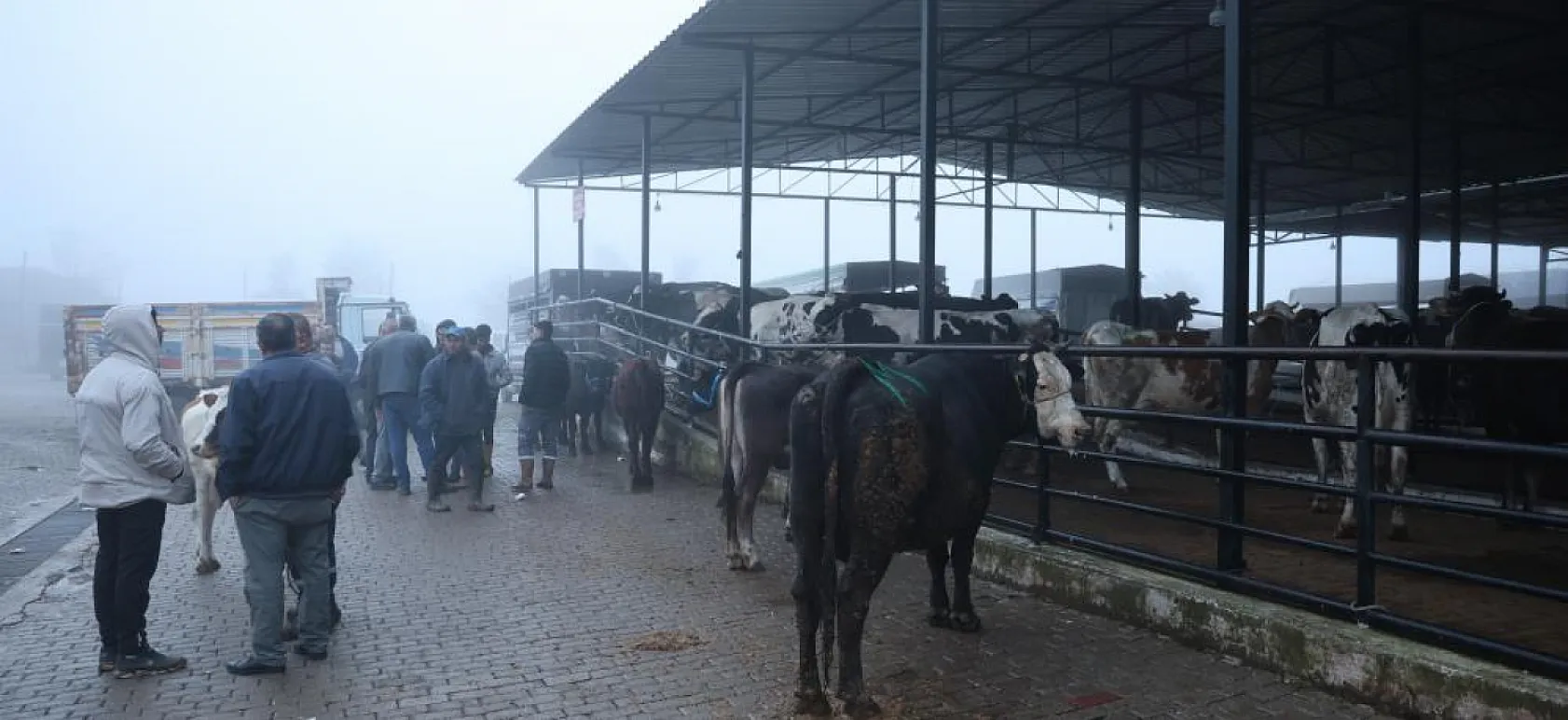 Eski günlere dönüş! Köylerde inek sahipliği patladı
