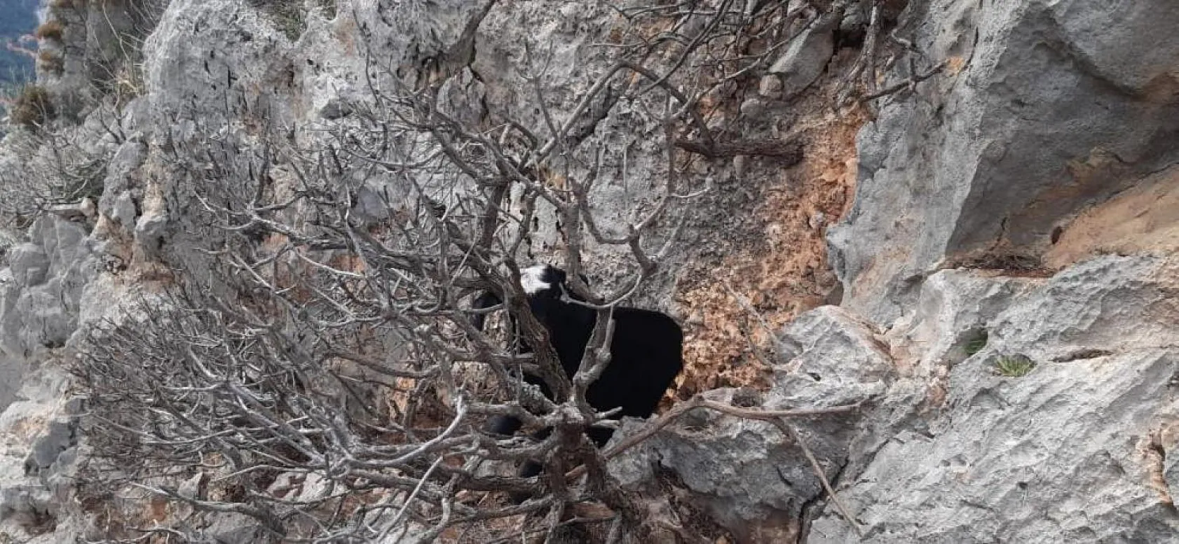 AKUT Fethiye ekibi, mahsur kalan keçileri kurtardı