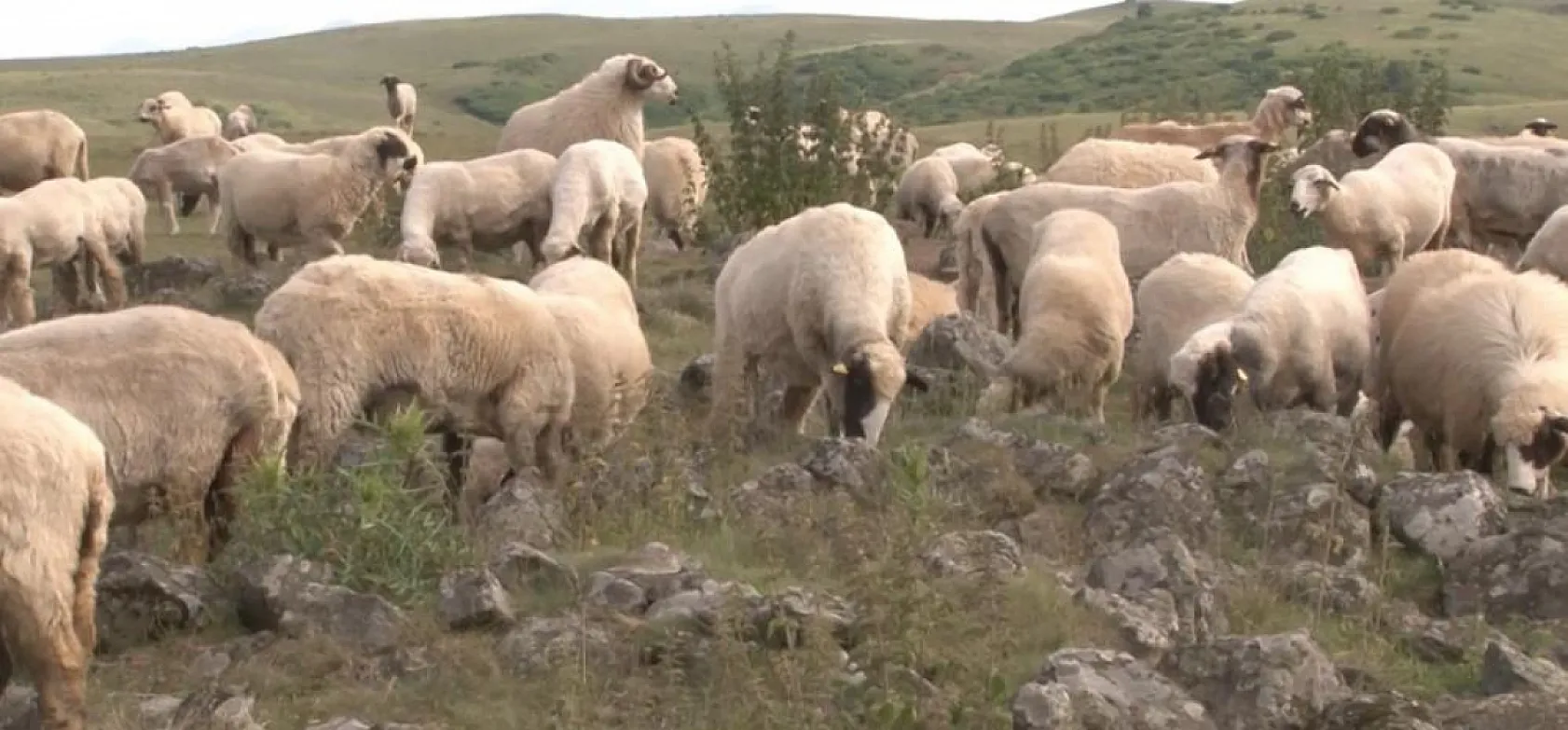Tuz taşı olarak keçilere yalatılan kayaların, Türk beyliklerinin savaş alanındaki mezar taşları olduğu anlaşıldı