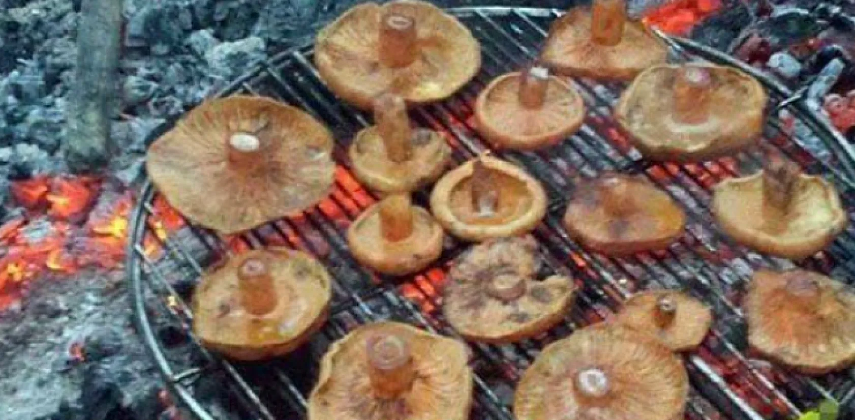 Çıntar Nedir, Nerede yetişir, toplarken nelere dikkat edilir?