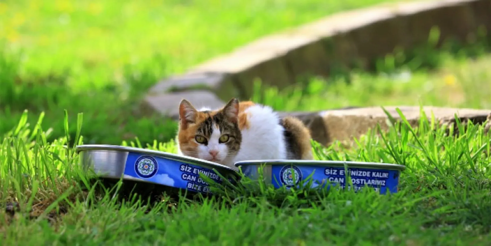 Büyükşehir Üretiyor, Can Dostlar Tüketiyor