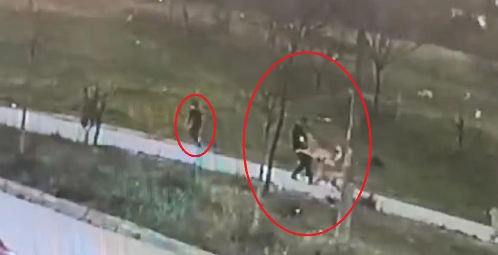 Başıboş köpek dehşeti! Oğlu için kendini feda etti ölümden döndü