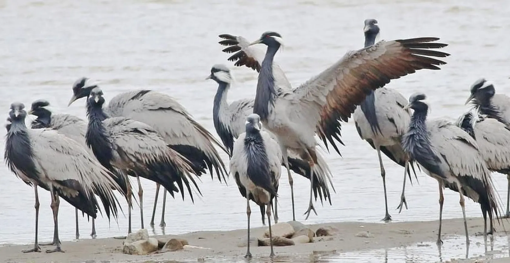Nesli tükenmekte olan telli turnalar geri döndü