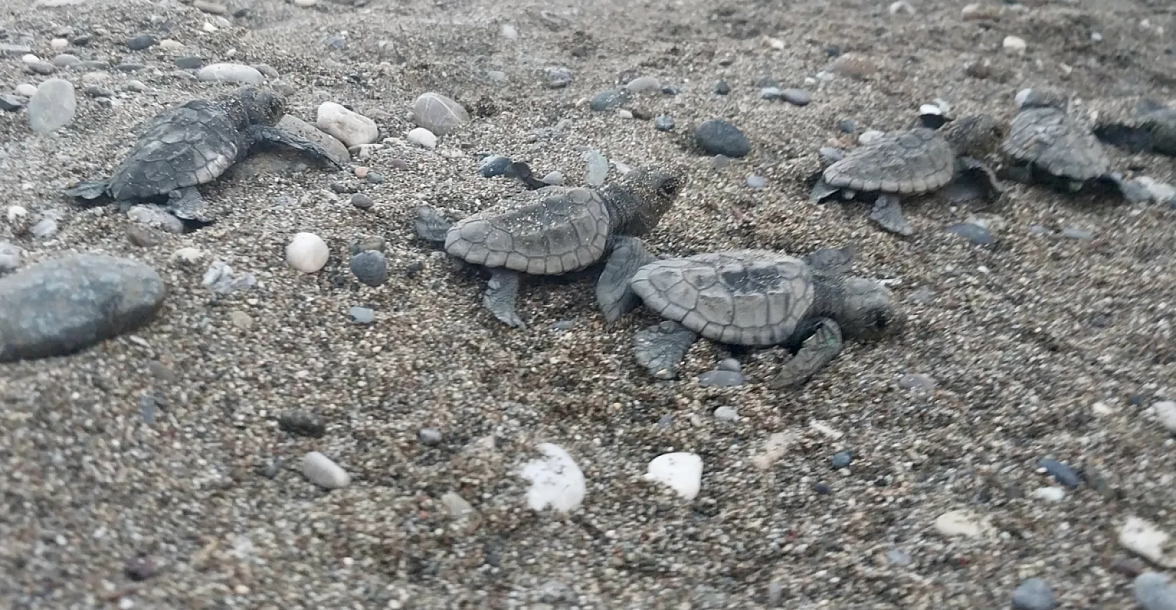 Muğla'da otel görevlilerinin kumsalda bulduğu caretta caretta yavruları denize ulaştırıldı