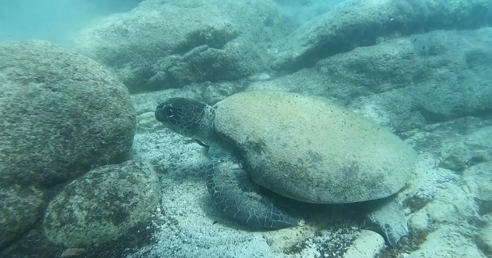 Uzman isim Caretta caretta ısırma vakalarının sebebini açıkladı
