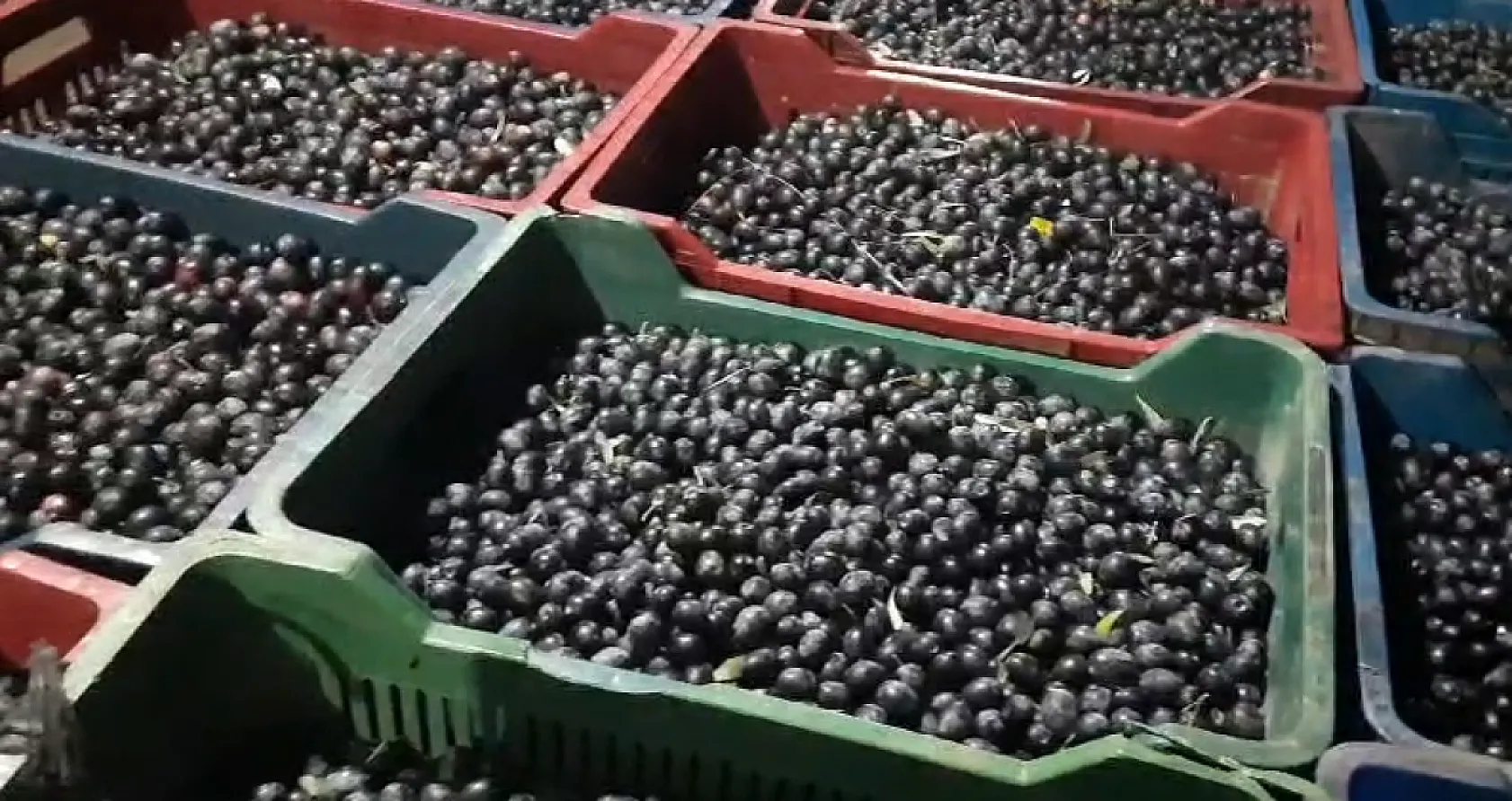 Seydikemer'de 'Siyah Zeytin' hasadı devam ediyor