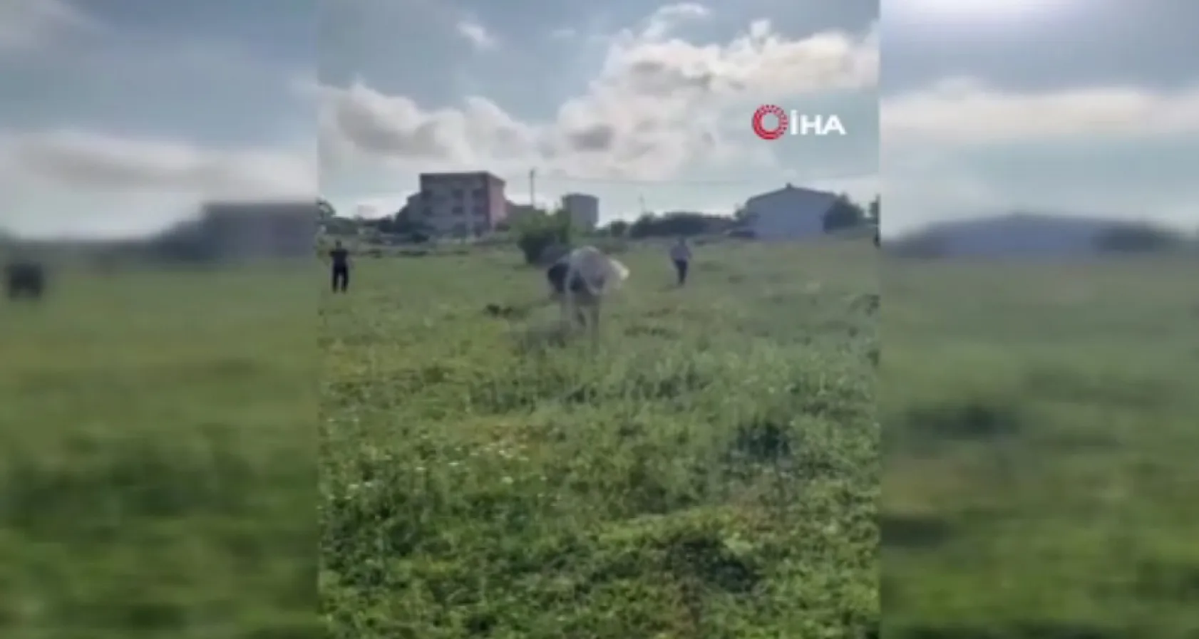 Kurbanlığı kaçırdılar, boş arazide peşinde koştular