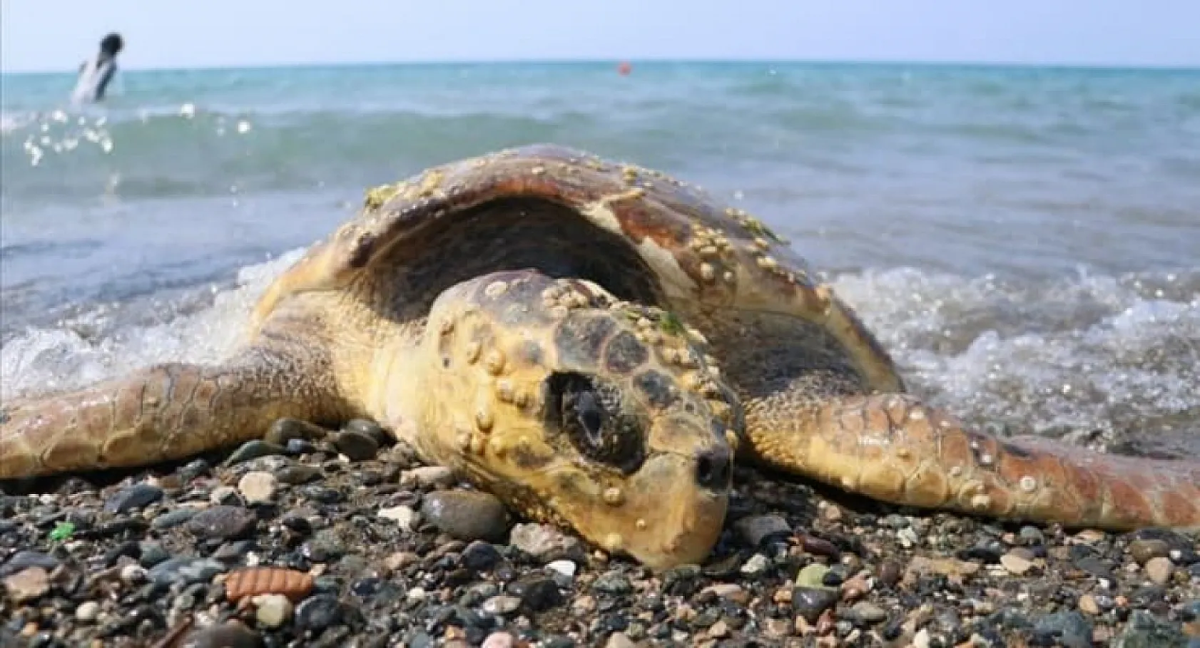 Bu haber tatilcileri ilgilendiriyor: Fethiye, Dalaman, Köyceğiz ve Ortaca'da tatil yapanlar dikkat