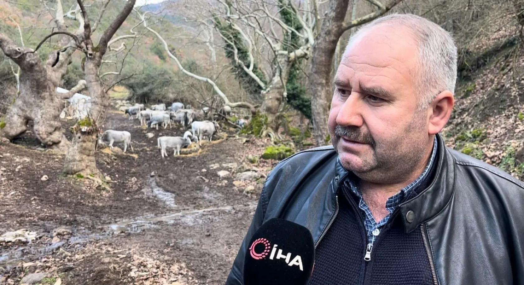 750 yıllık safkan yerli hayvanları kurşuna dizdiler