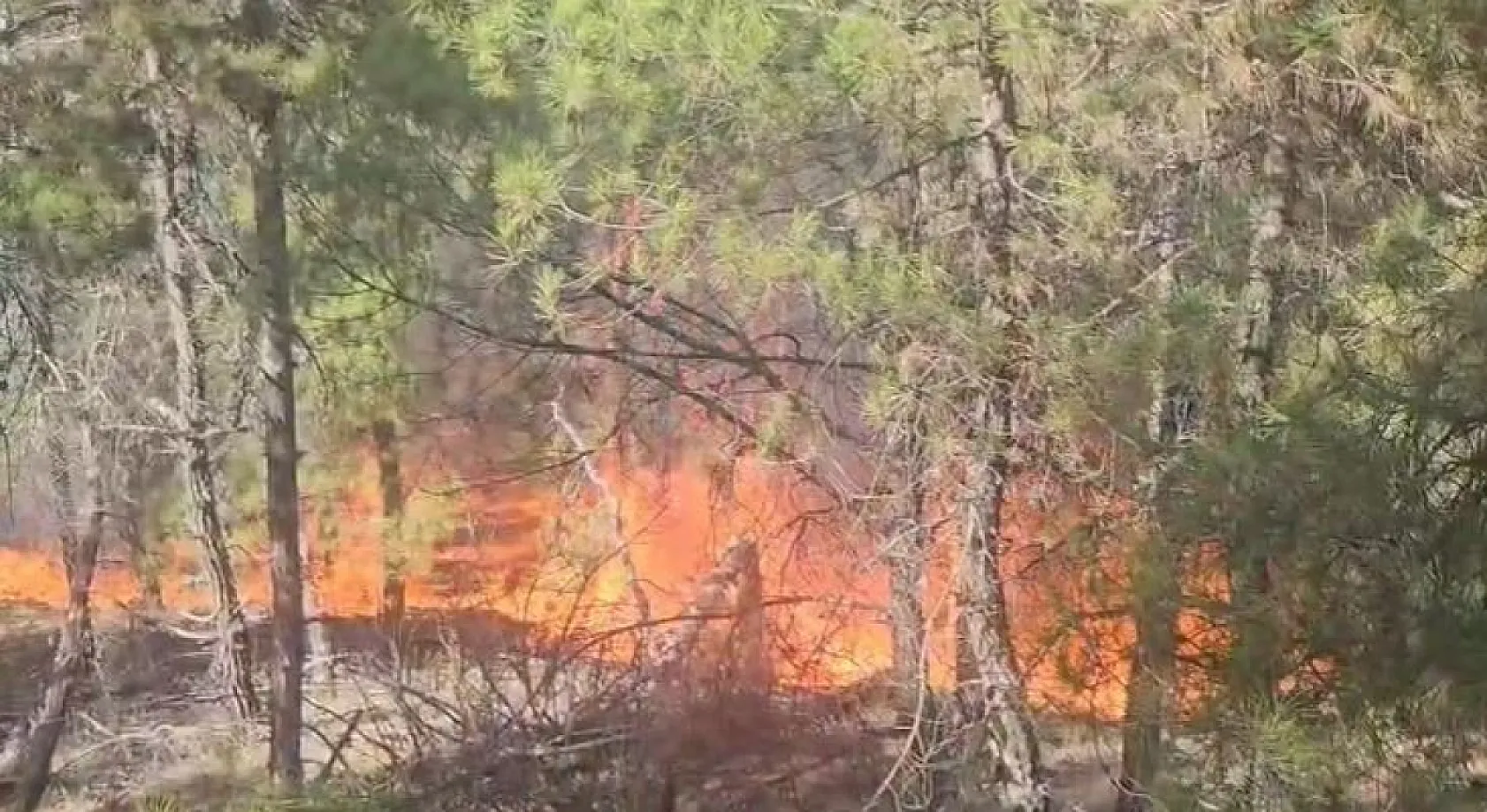 Denizli Buldan'da ormanlık alanda yangın çıktı