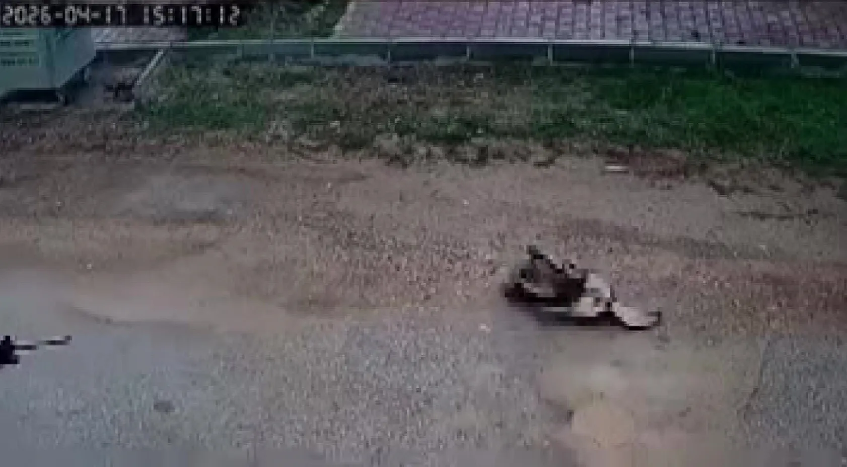 Kavga eden sokak köpeklerine tüfekle ateş edip bir köpeği öldürdü