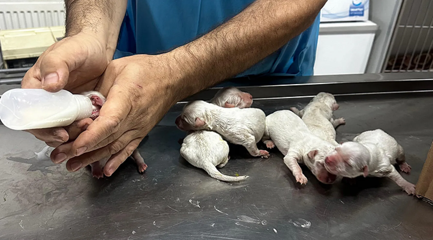 Yok artık! Çöp konternerine atılan çuvaldan köpek yavruları çıktı..