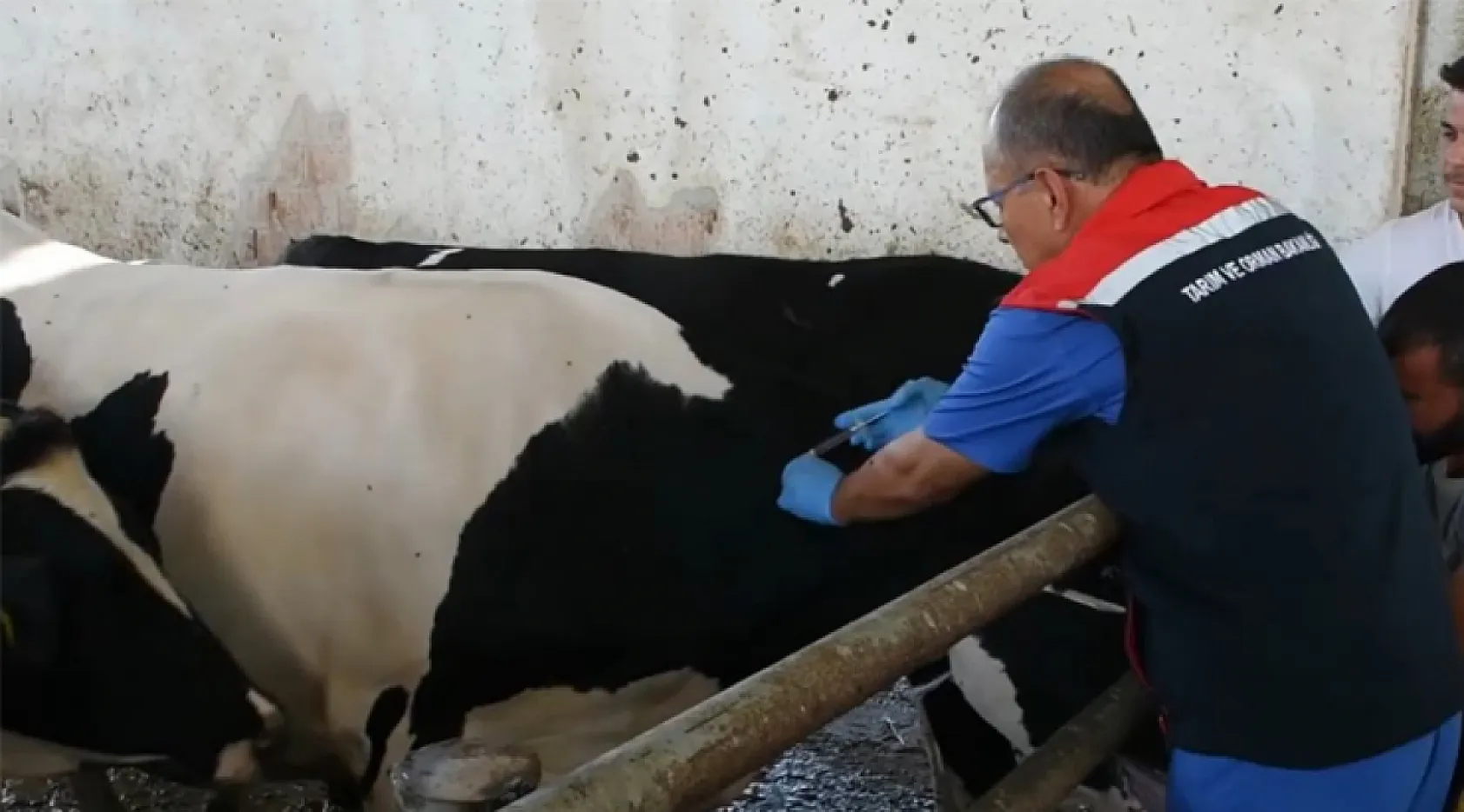Muğla'da 5 bin büyükbaş hayvan aşılanacak