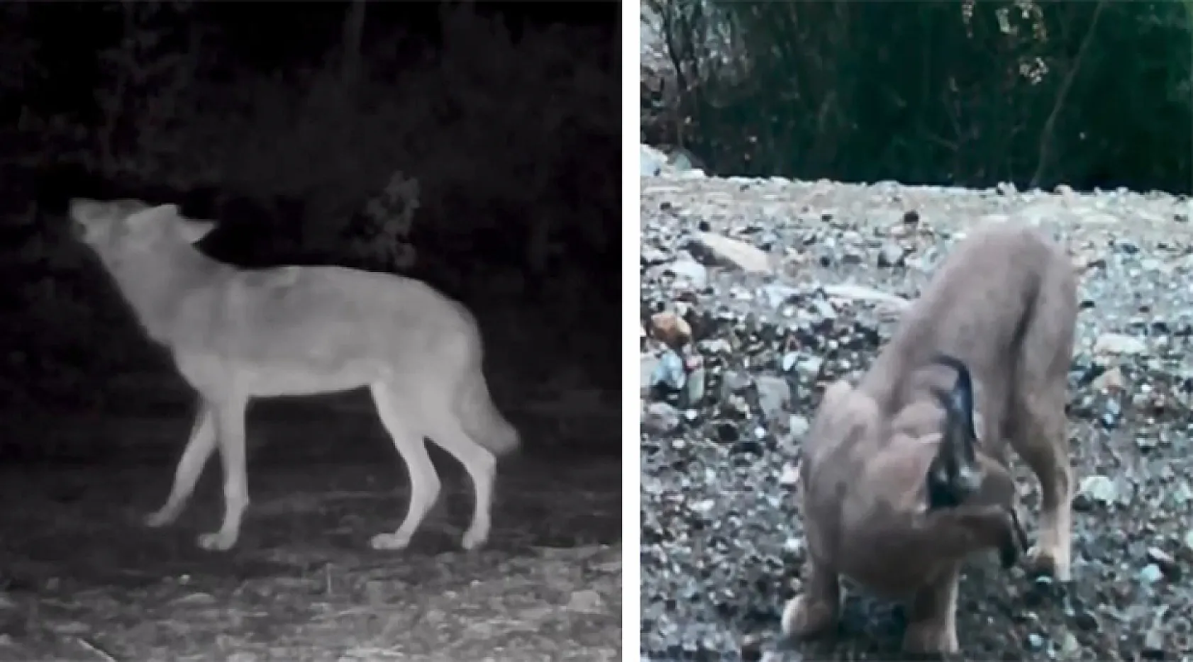 Muğla'da yaban hayatı fotokapana yansıdı