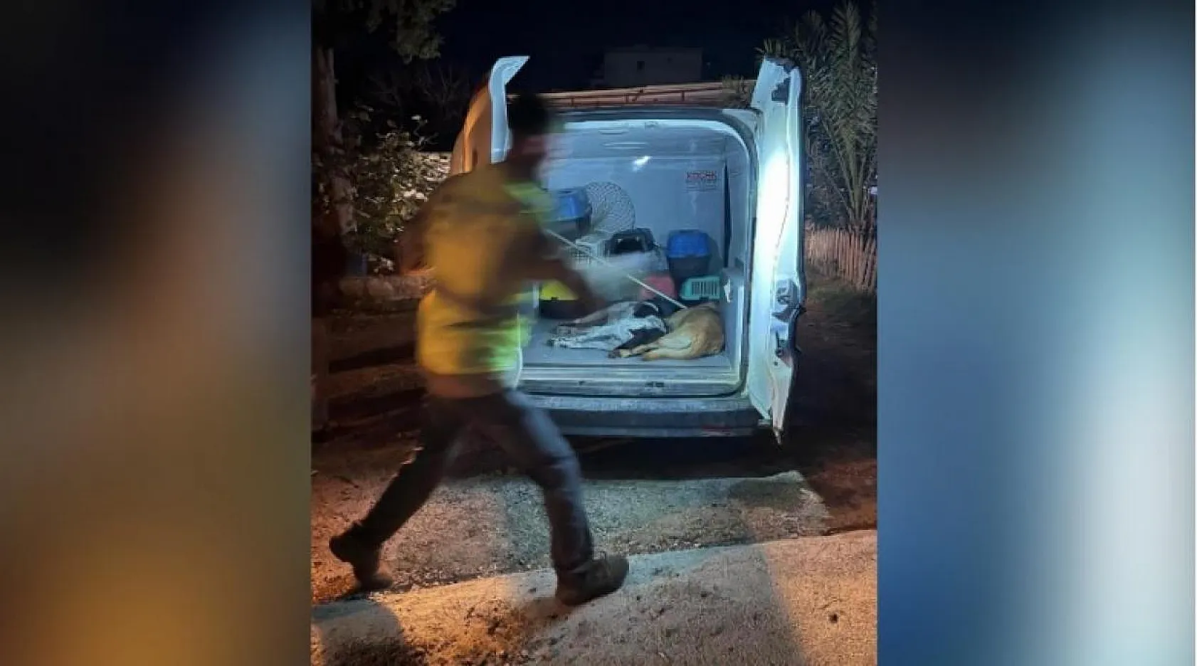 Muğla'nın o ilçesinde kedi ve köpekler zehirlendi