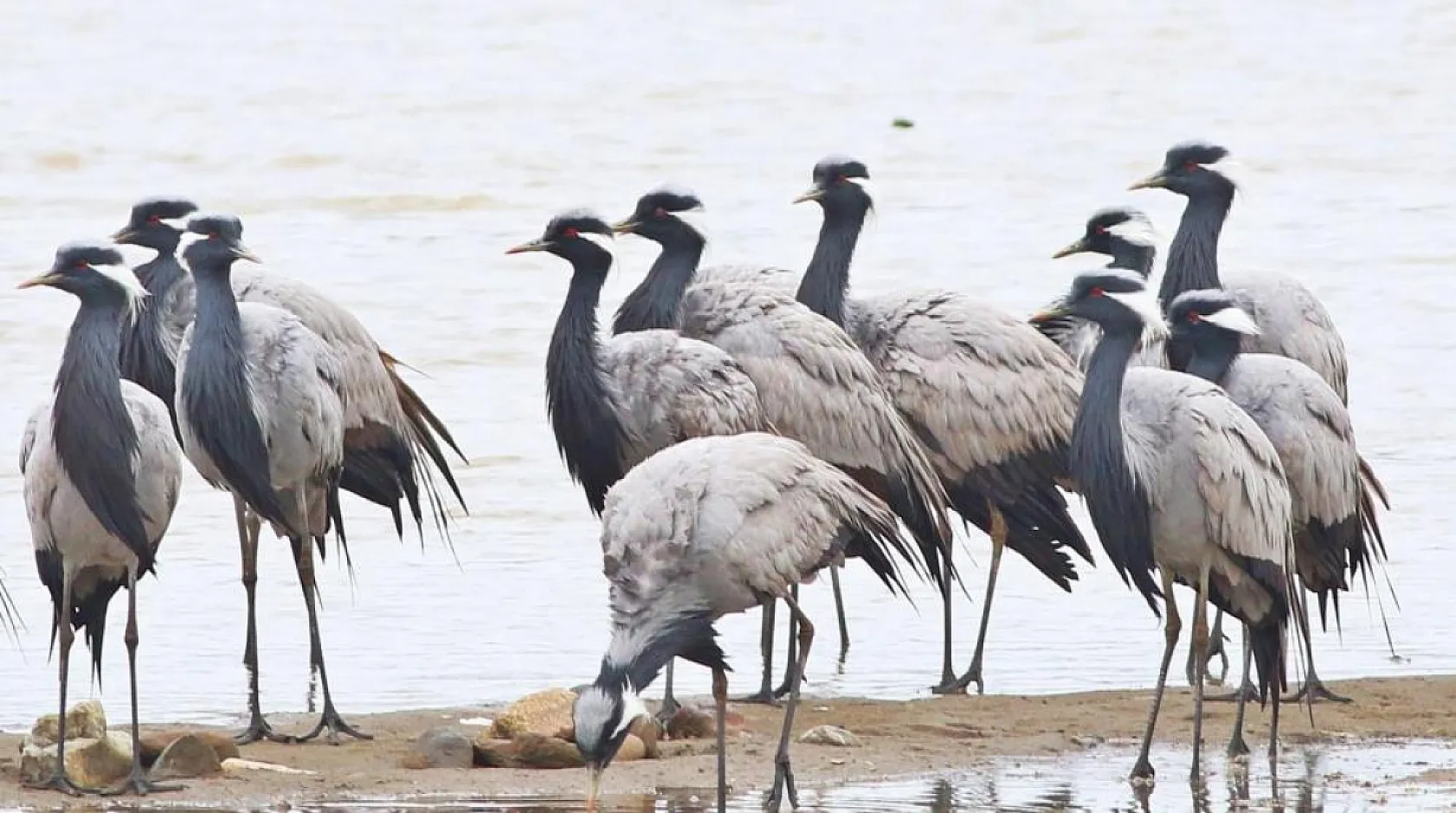 Nesli tükenmekte olan telli turnalar geri döndü