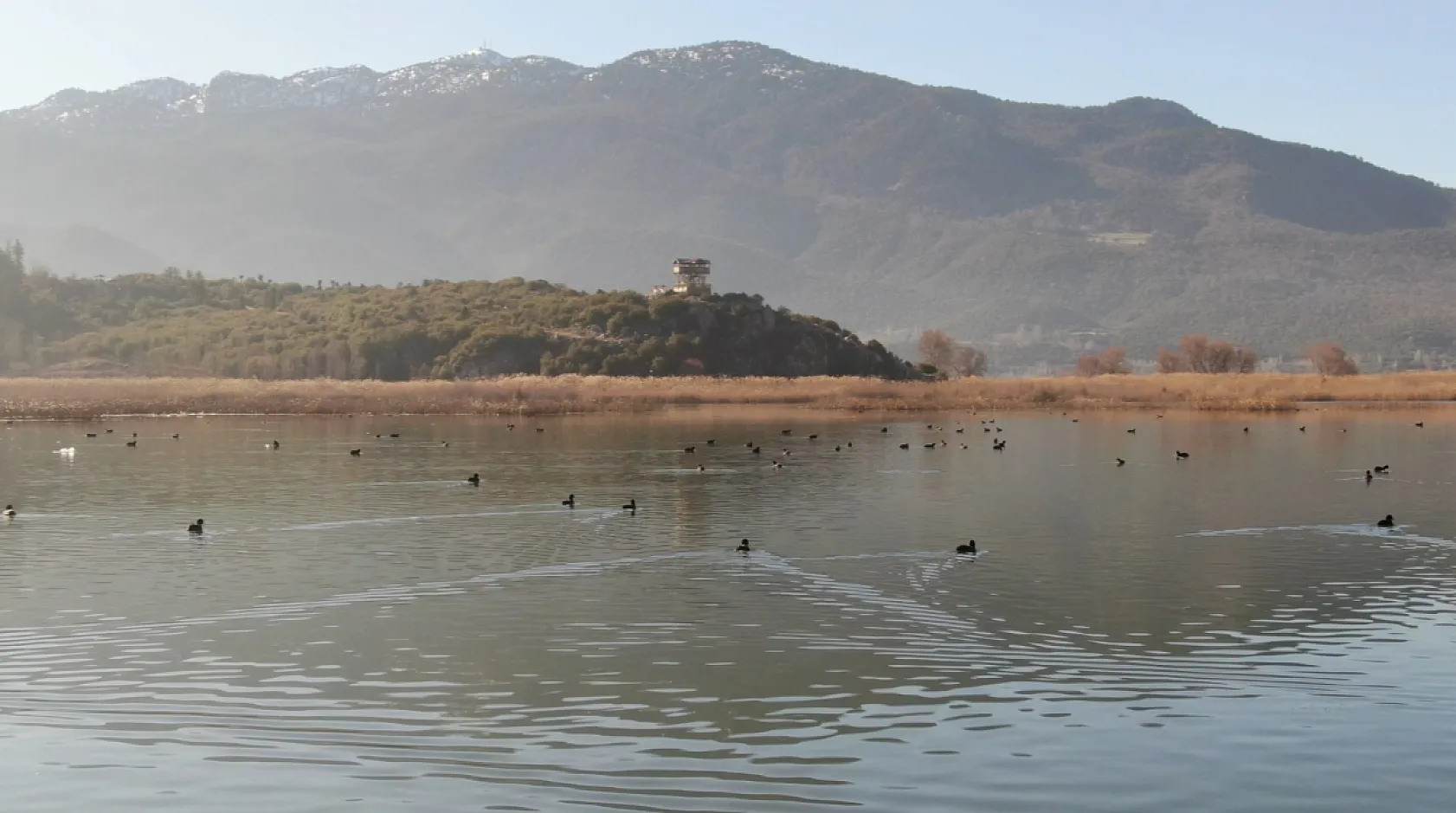 Göller Yöresi'ndeki su kuşu sayımları ekosistem değişimlerini aydınlatıyor