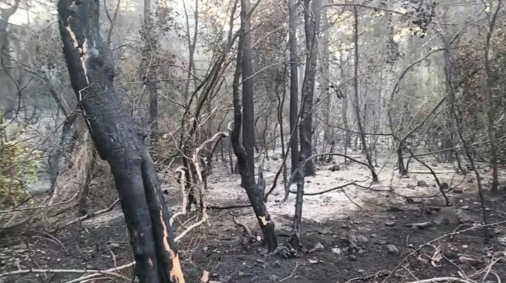 Marmaris'teki yangının enerjisi düşürüldü, ekiplerin mücadelesi sürüyor
