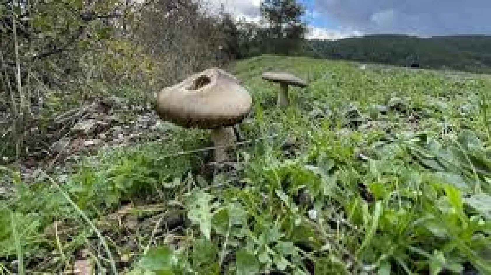 Yanlış mantarın tüketilmesi hayatı tehdit edebilir