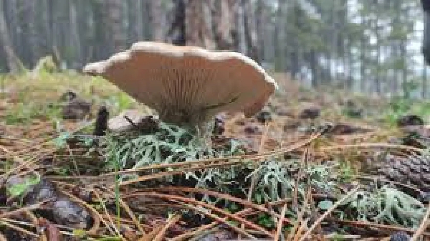 Yanlış mantarın tüketilmesi hayatı tehdit edebilir