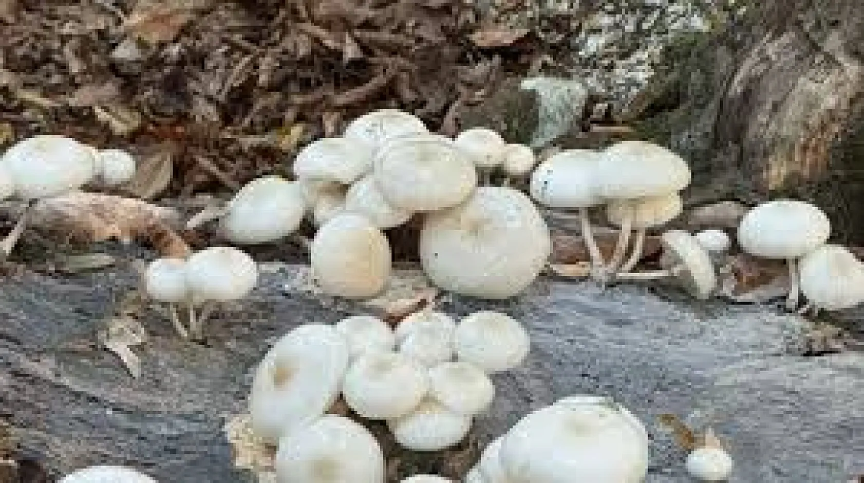 Yanlış mantarın tüketilmesi hayatı tehdit edebilir