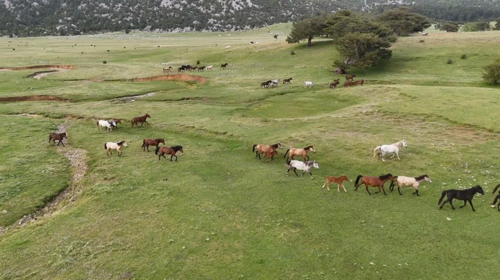 Kökenleri Osmanlı Süvari atlarına dayanan Toroslar'ın özgür ruhları yılkı atları
