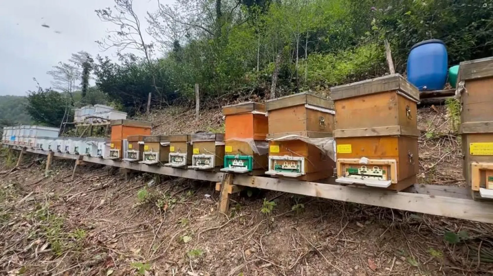 Bu balın azı şifa, fazlası tehlike