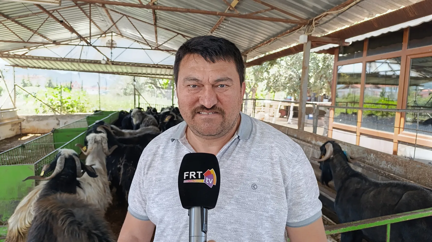 Fethiye'de kurbanlık satışları başlıyor 300 bin TL'ye büyükbaş!