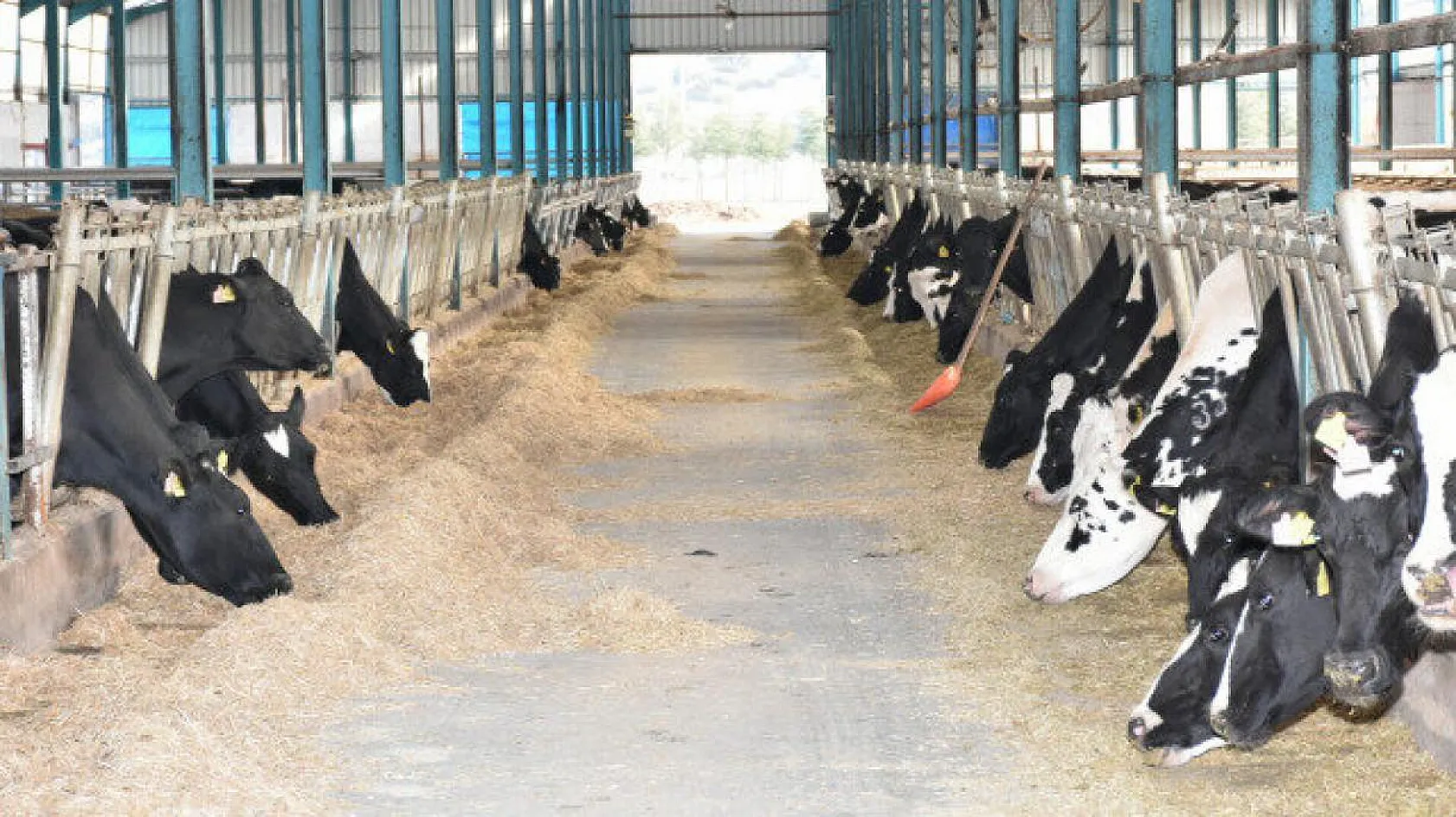 Tarım ve Orman Bakanlığı'ndan hayvancılık desteği artışı