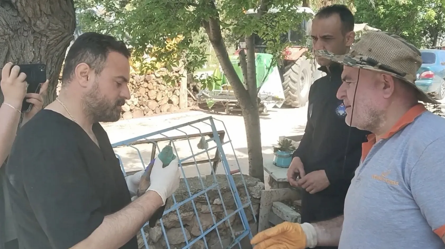 Nesli tükenmekte olan gökkuzgun Sırbistan'dan Denizli'ye uçtu